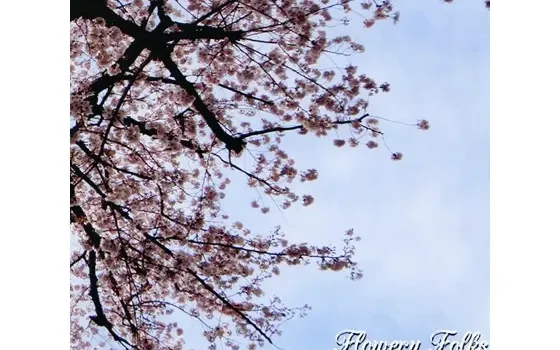 [RJ134544] 东方Project音乐专辑 Flowery Folks