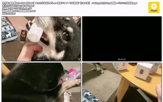 陽向葵ゅか ASMR直播 #206 | 周末双耳放松聊天 | niconico | 2025-09-20
